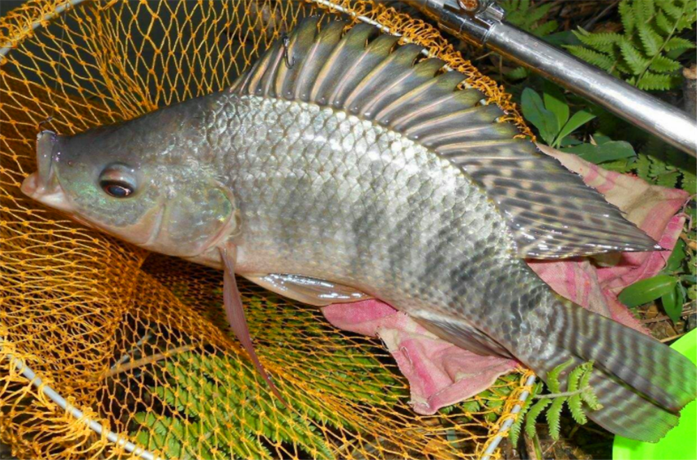 夏季钓罗非正当时，菜鸟自制冷冻饵开拉饵犯愁，关键掌握它的比例