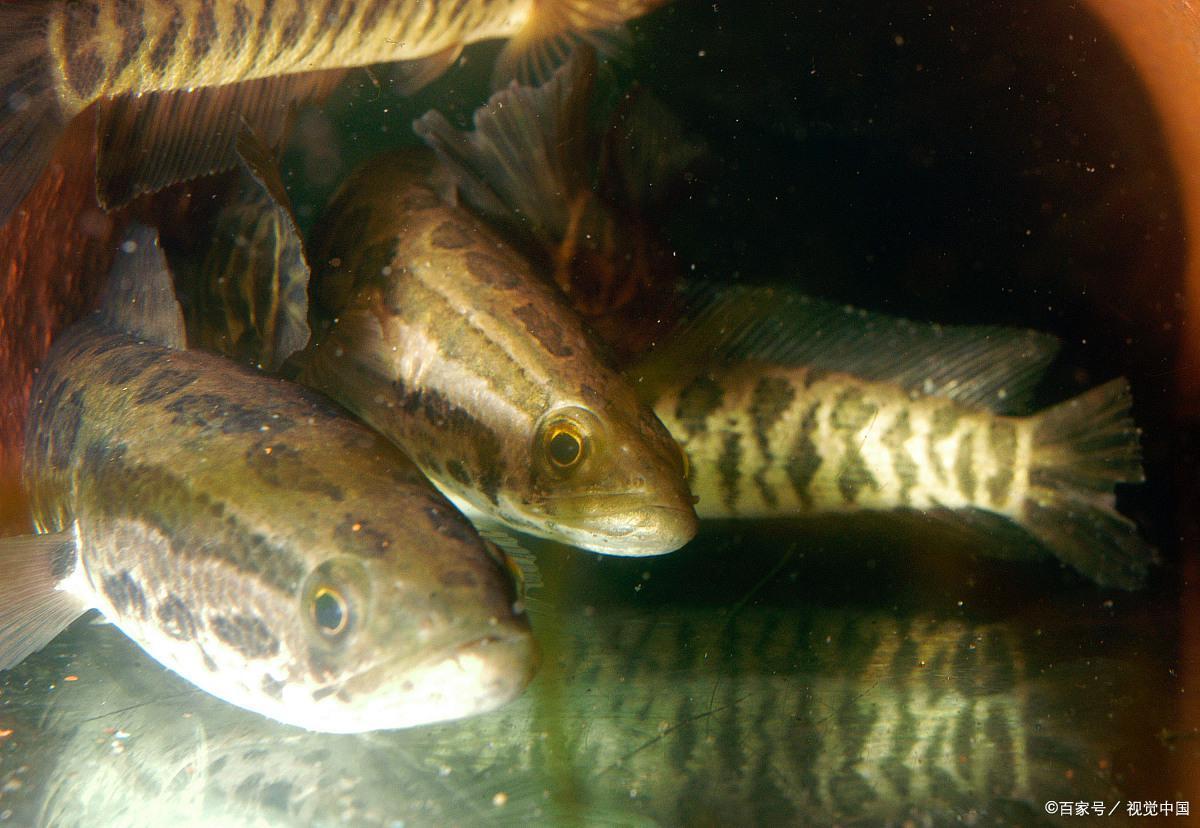 传统钓如何垂钓黑鱼？一看，二听，掌握三种钓法