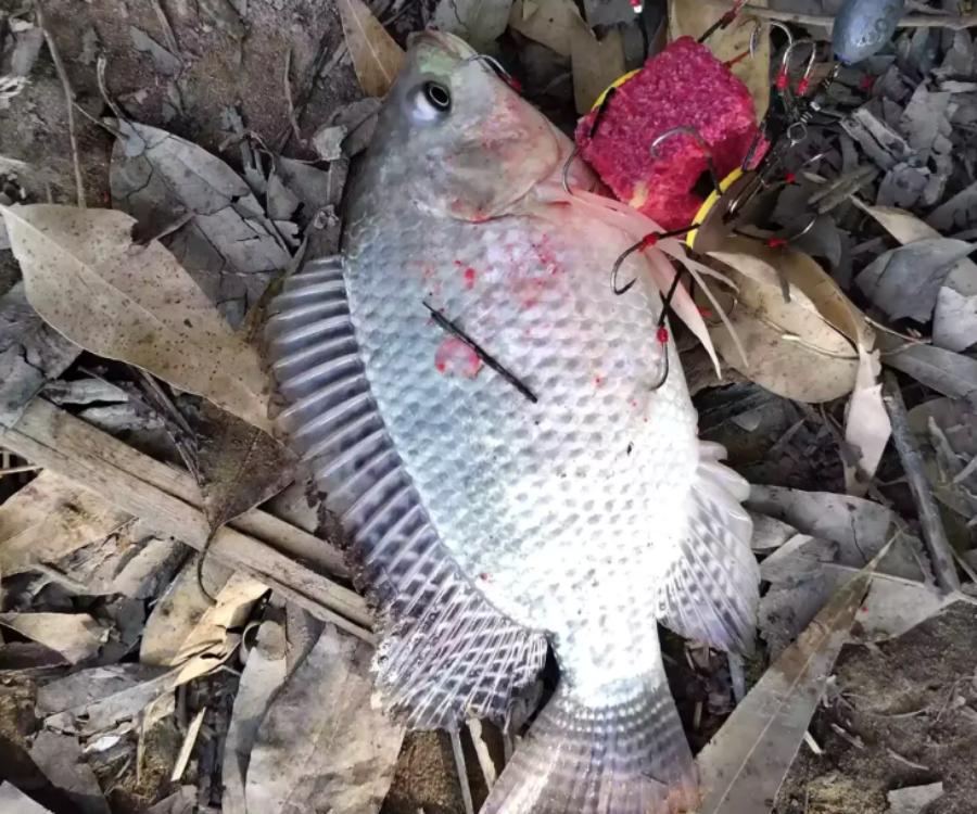 你钓过最大的鱼有多大？钓友用90斤玉米打窝，钓获127斤大青鱼