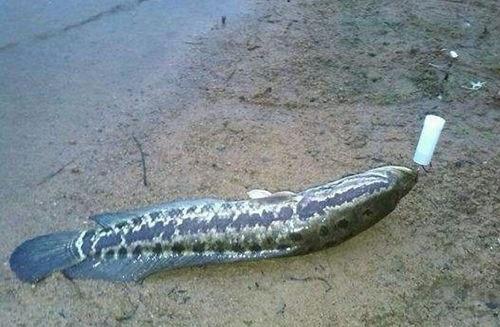 根据气温高低出没的黑鱼，都说用这套路钓很精准的！