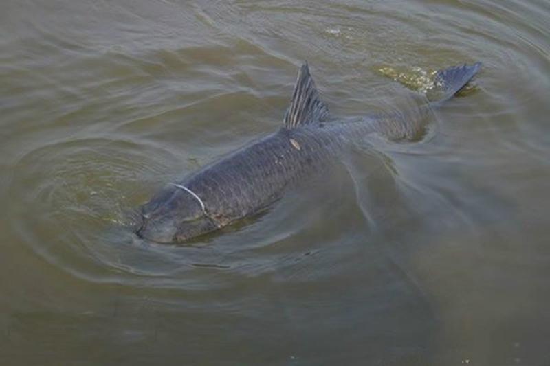 钓青鱼用什么饵料最好？（高手推荐）