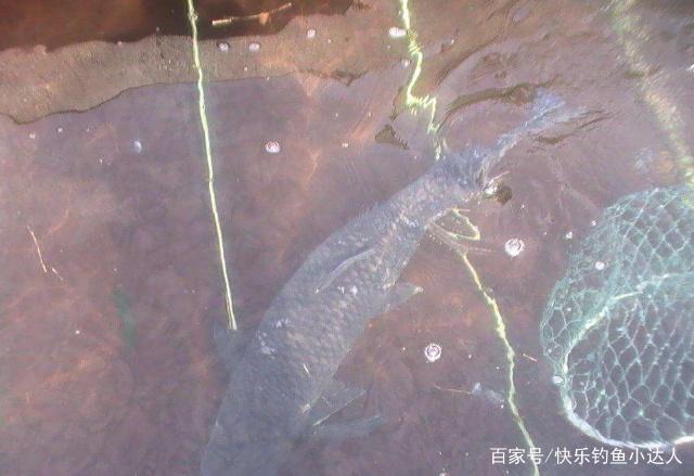 在水库钓青鱼，只要把握好技巧，想要爆护很轻松