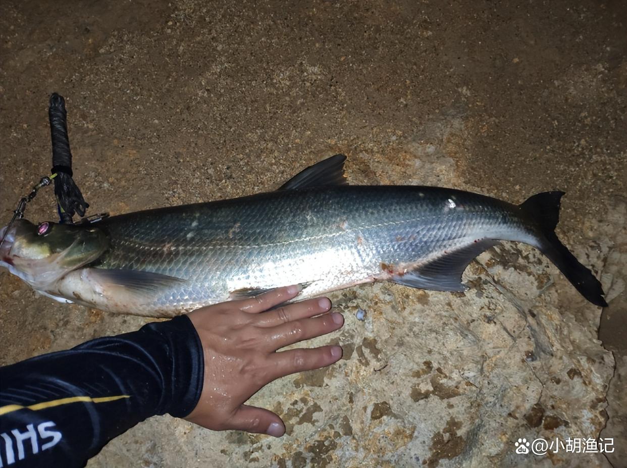 路亚翘嘴心得分享：包括习性和装备及路亚技巧，助你早日擒获米翘
