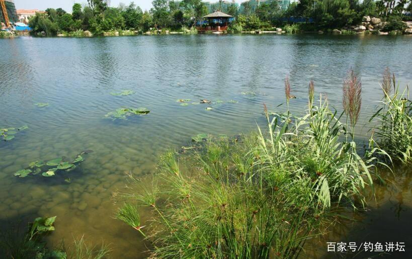 天一热，我就用这黑鱼钓法，只要半天就爆护，路亚高手都甘拜下风