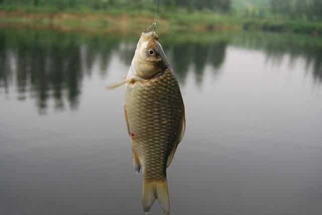 冬季钓鲫鱼总是脱钩，我来告诉你原因，再教你解决办法