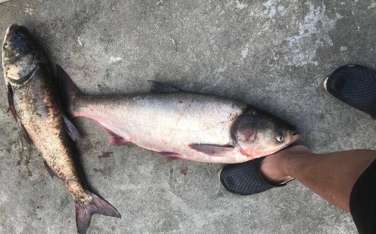 手竿能不能钓到鲢鳙？掌握4个知识点，提升渔获有帮助