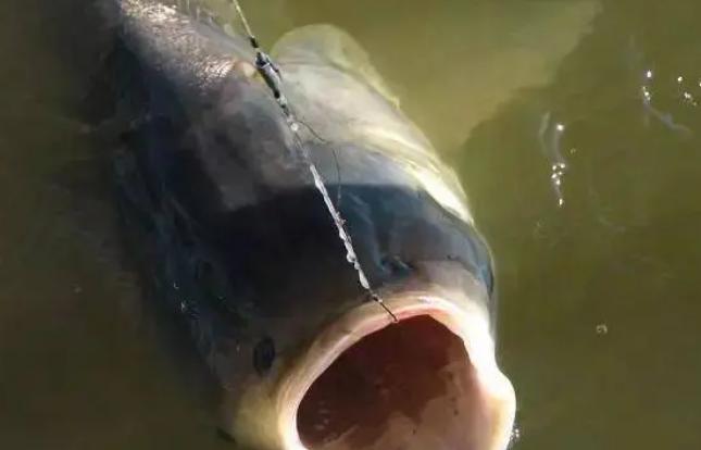 5斤左右鲢鳙用多大钩