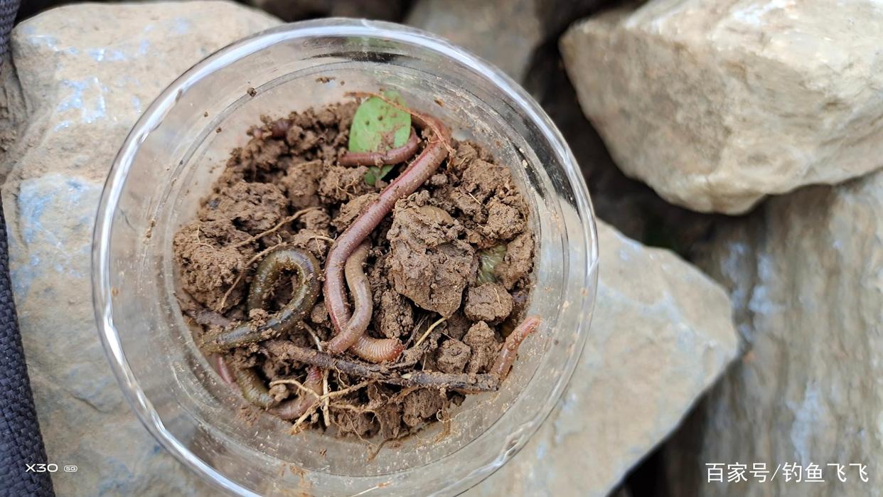 野外很难钓到大罗非鱼？试试这几款“免费”鱼饵，大非吃饵必擒！