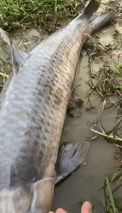 “够不够大，兄弟们！”千岛湖最近“鱼王”扎堆！