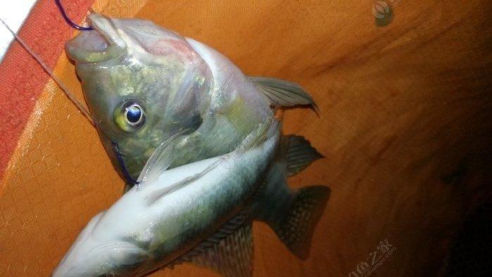 连续做钓六天钓罗非，实战记录钓大罗非办法