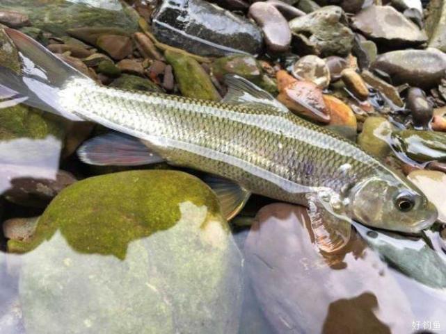 小时候掌握的几种钓鱼小窍门，能感同身受的，现在都已经人到中年