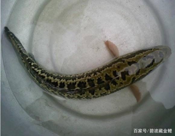 秋天气温依旧炎热，高温下正是钓黑鱼的好时候，手杆钓黑技术分享