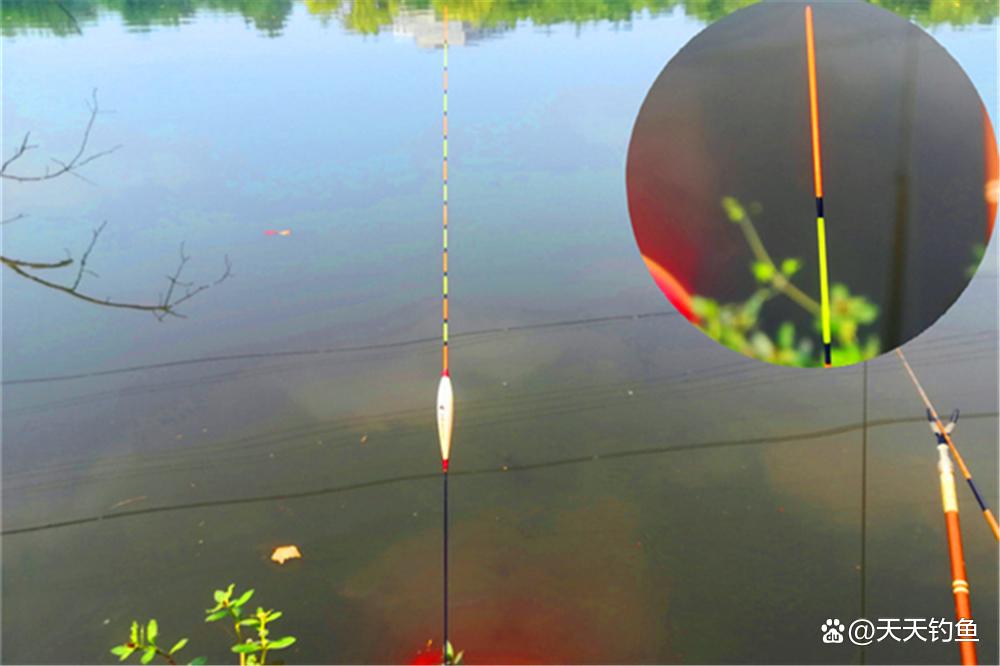 浮钓鲢鳙，如何选漂和调漂？出现这些漂相都能中鱼