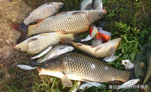 夏钓鲤鱼，这三款饵料效果比商品饵好的多，用它打窝诱鱼效果翻倍