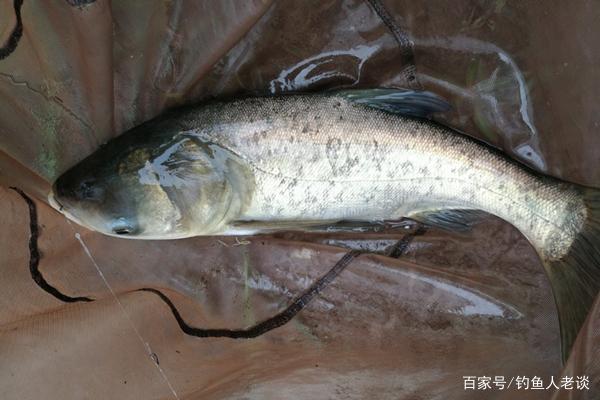 盛夏季节钓鲢鳙，教你5个选钓位的技巧，渔获“翻倍”