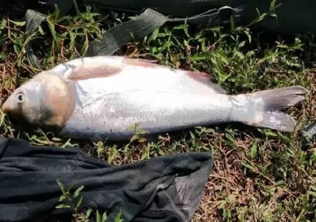 水库钓鲢鳙，不能错过的4种钓位！（推荐）