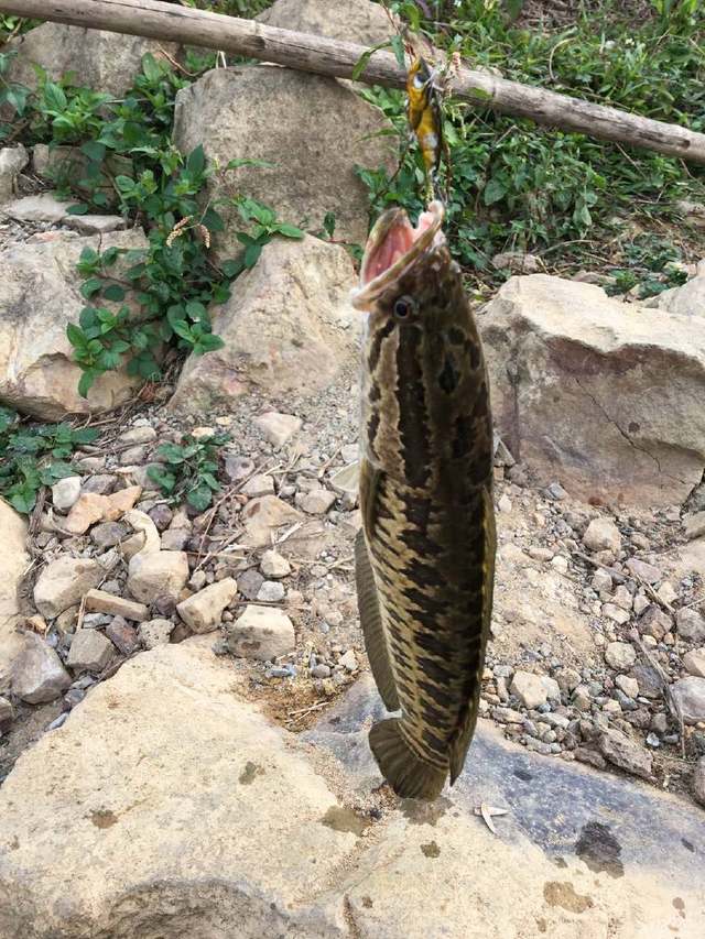 小鱼虾的噩梦黑鱼（乌鳢）爱躲在哪？这5处可以迅速找到黑鱼窝！