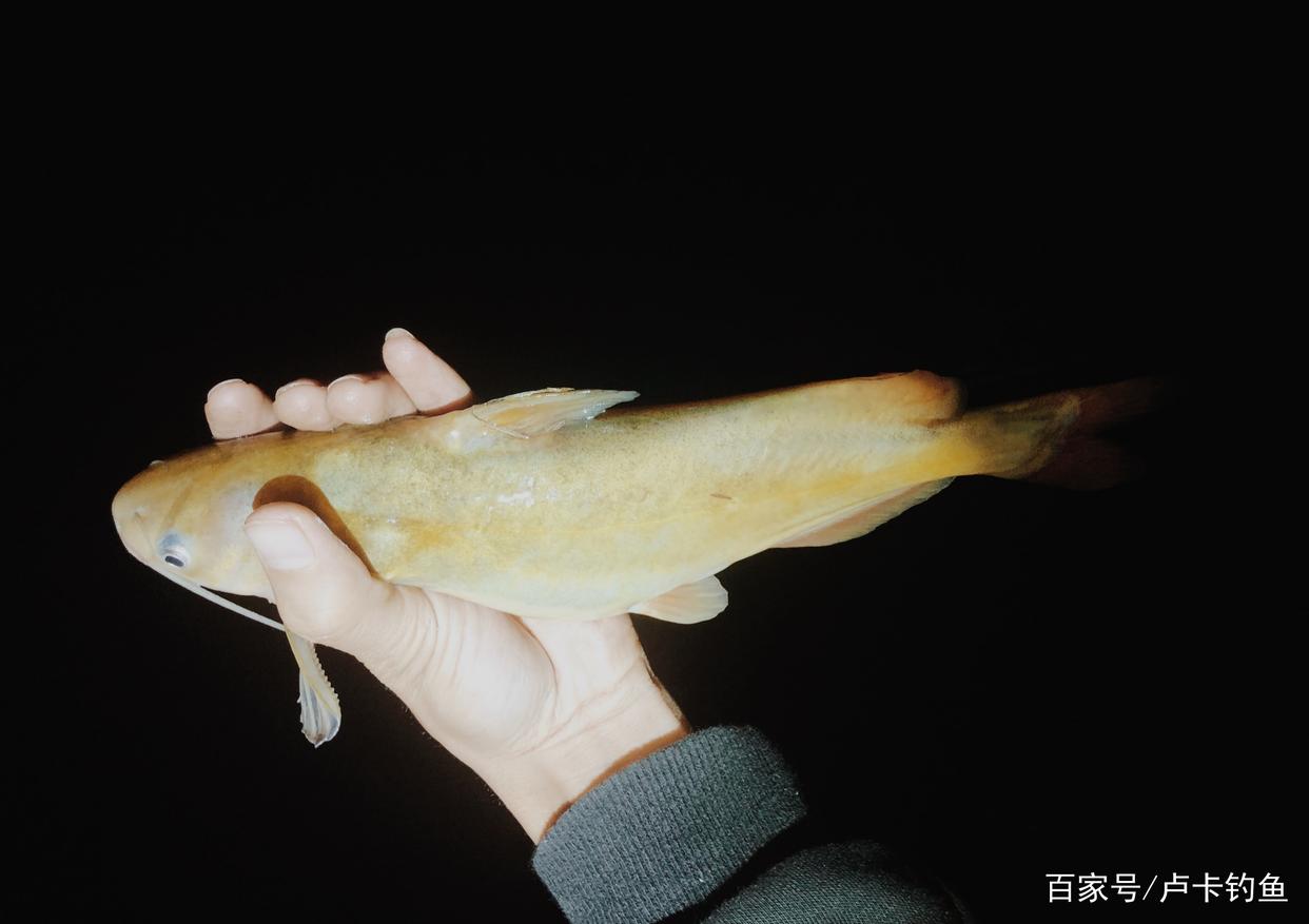 钓鱼用什么饵料最好，分清这三点，轻松又上鱼！
