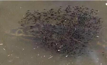 黑魚怎么钓，在什么样的地方能够钓到黑鱼？