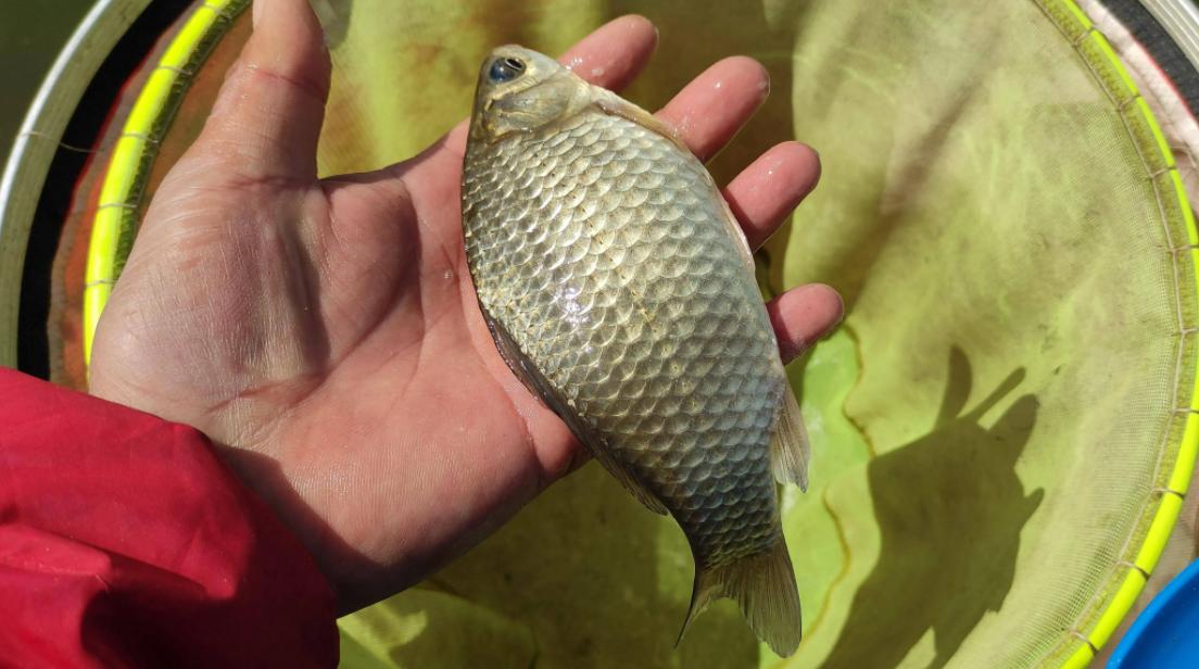 最常见的淡水鱼，你认识几种，钓到过哪些？
