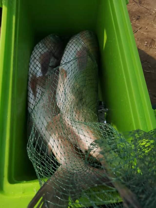 初秋野钓鲢鳙攻略，全方位长文详解