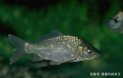 鲫鱼、草鱼、鲤鱼、鲮鱼的钓法解密！夏天这样钓，下竿就上鱼