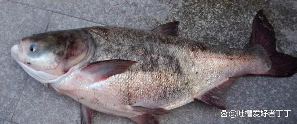 水库钓鲢鳙的配方推荐