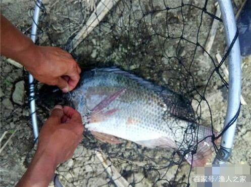 钓罗非鱼时，这些抓鱼秘籍，十有八九你不知，轻易不透露！