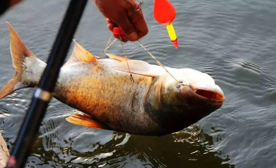 鲢鳙其实不难钓，只要注意3个“铁律”，新手也能轻松爆护