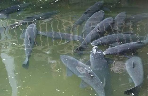 黑坑钓青鱼？很刺激，钓费高，难上岸，想不被盘规避两个巨坑