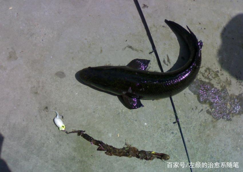 浅谈自然水域钓黑鱼的几点技巧，掌握之后，渔获不断
