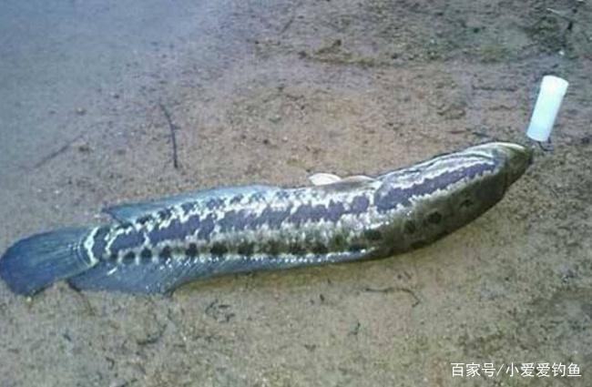 垂钓黑鱼的实用技巧，新手过来看看吧，对你肯定有很大帮助！