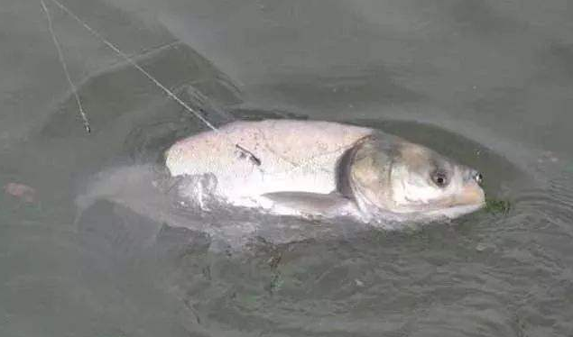 夏季钓鲢鳙并不难，掌握好最关键的两点，渔获少不了！