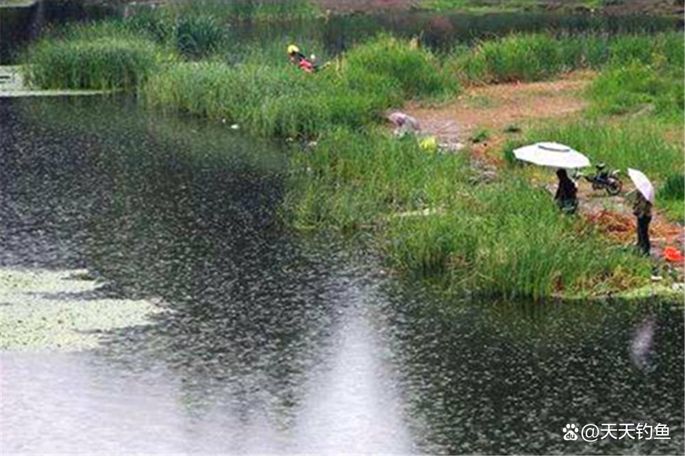 晚春钓鲤正当时，4个核心招数要牢记，狂拉大鲤鱼没难度