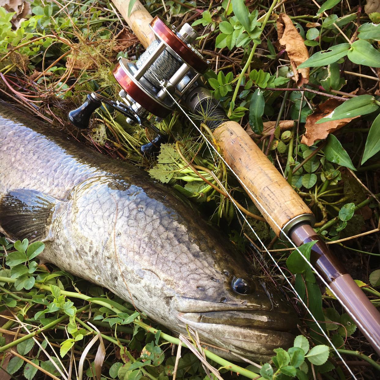 “水中霸王”-黑鱼作钓秘籍！