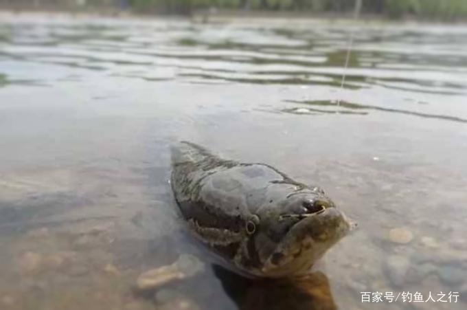为啥老渔民都用“它”钓黑鱼，却很反感用蚯蚓？看完才知其中玄机