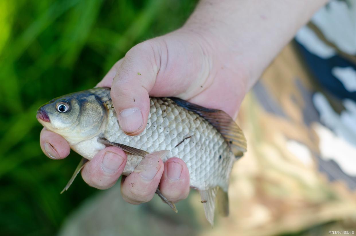 春季野钓鲫鱼技巧及注意事项