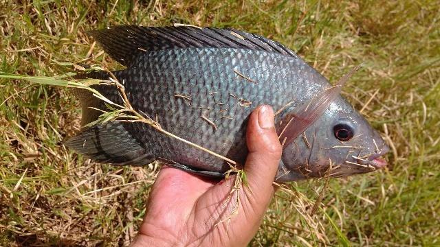 钓鱼教程，罗非的生活习性和垂钓技巧