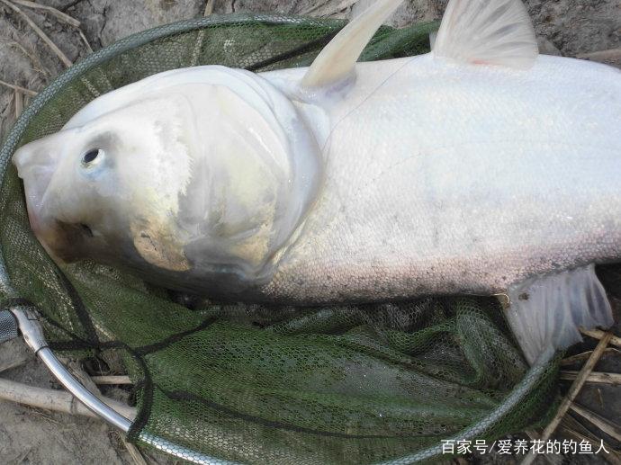 浮钓鲢鳙的关键方法