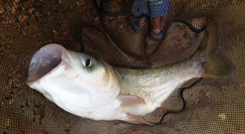 手竿钓鲢鳙用这些技巧，不愁大鱼不上钩