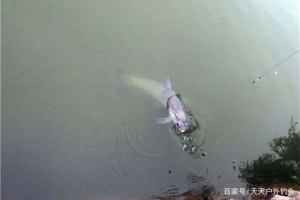 手竿钓青鱼的调漂要领，大青鱼难遇上，调漂方法更要正确！