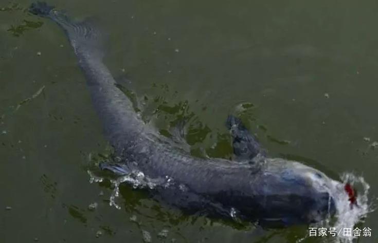 教你神招钓大青鱼，需要的钓友看过来