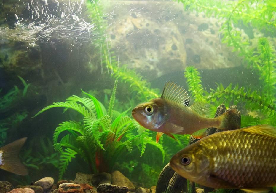 野钓鲫鱼什么鱼钩合适？鱼钩用对就爆护选错就空军、区别就这么大