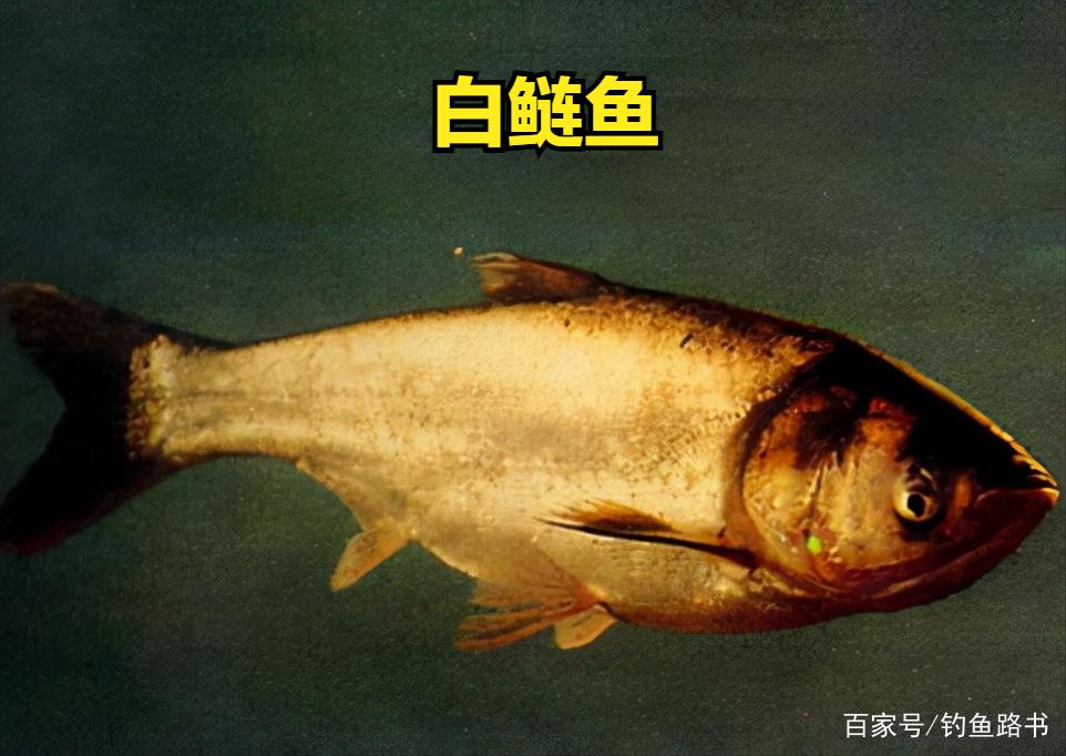 钓好鲢鳙的绝招