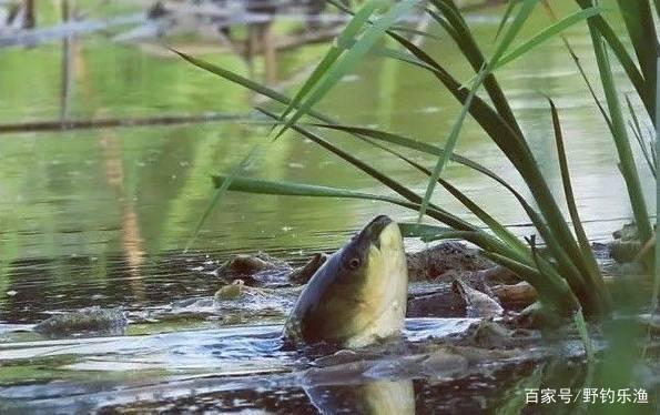 草鱼的垂钓方法与技巧