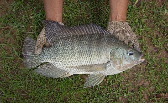 罗非鱼，钓法多，点窝钓法超给力