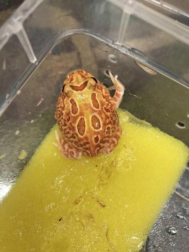 不吹不黑：春季钓黑鱼用这几招才够劲！1小时钓8条没毛病！