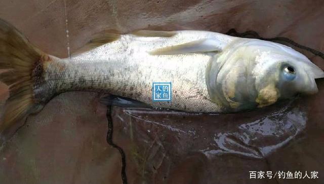 乌江支流，爆钓100多斤野生鱼，收获一条22斤罕见的乌江巨型青鱼
