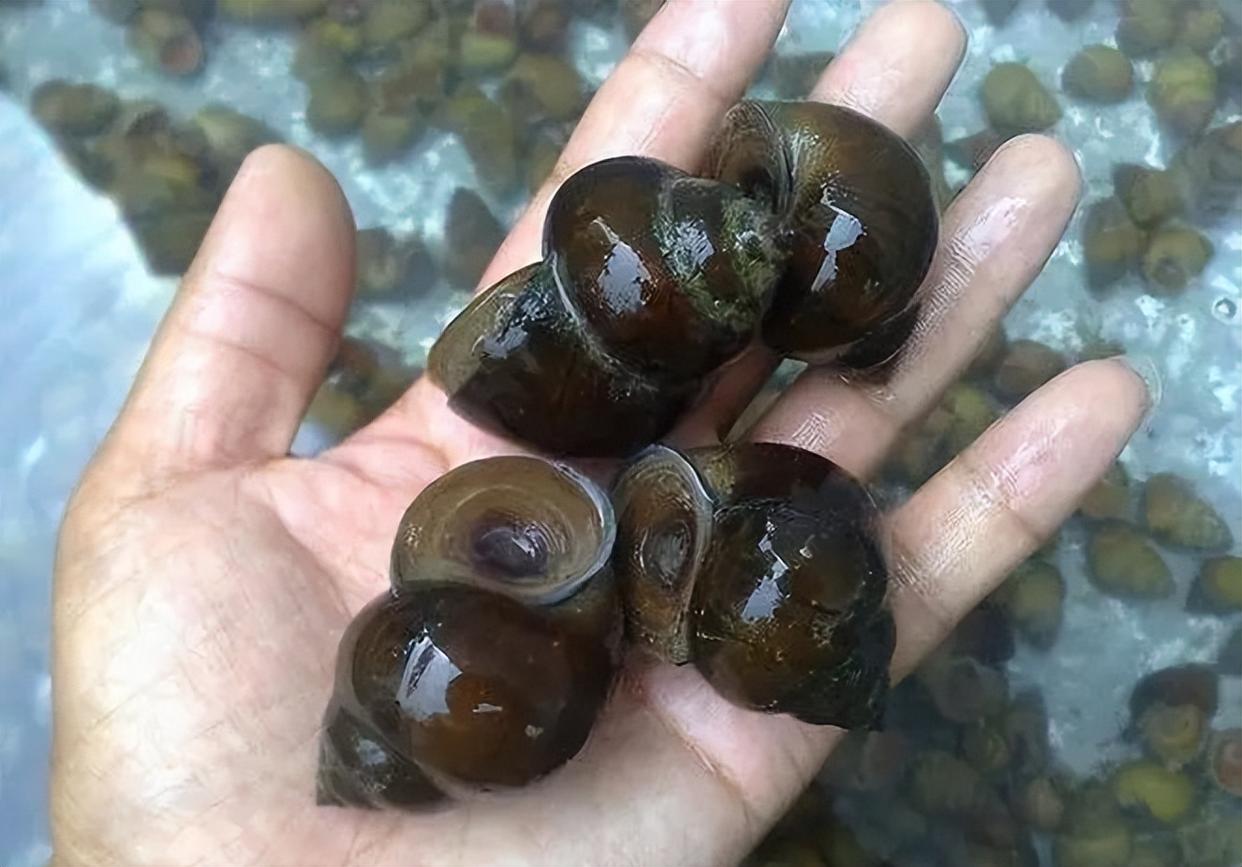 钓青鱼的5个技巧，只要掌握了，轻松钓到大青鱼