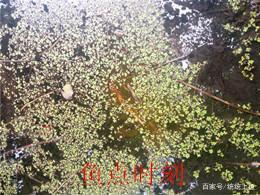 钓黑鱼——手竿玩法随手记「三」找黑鱼窝